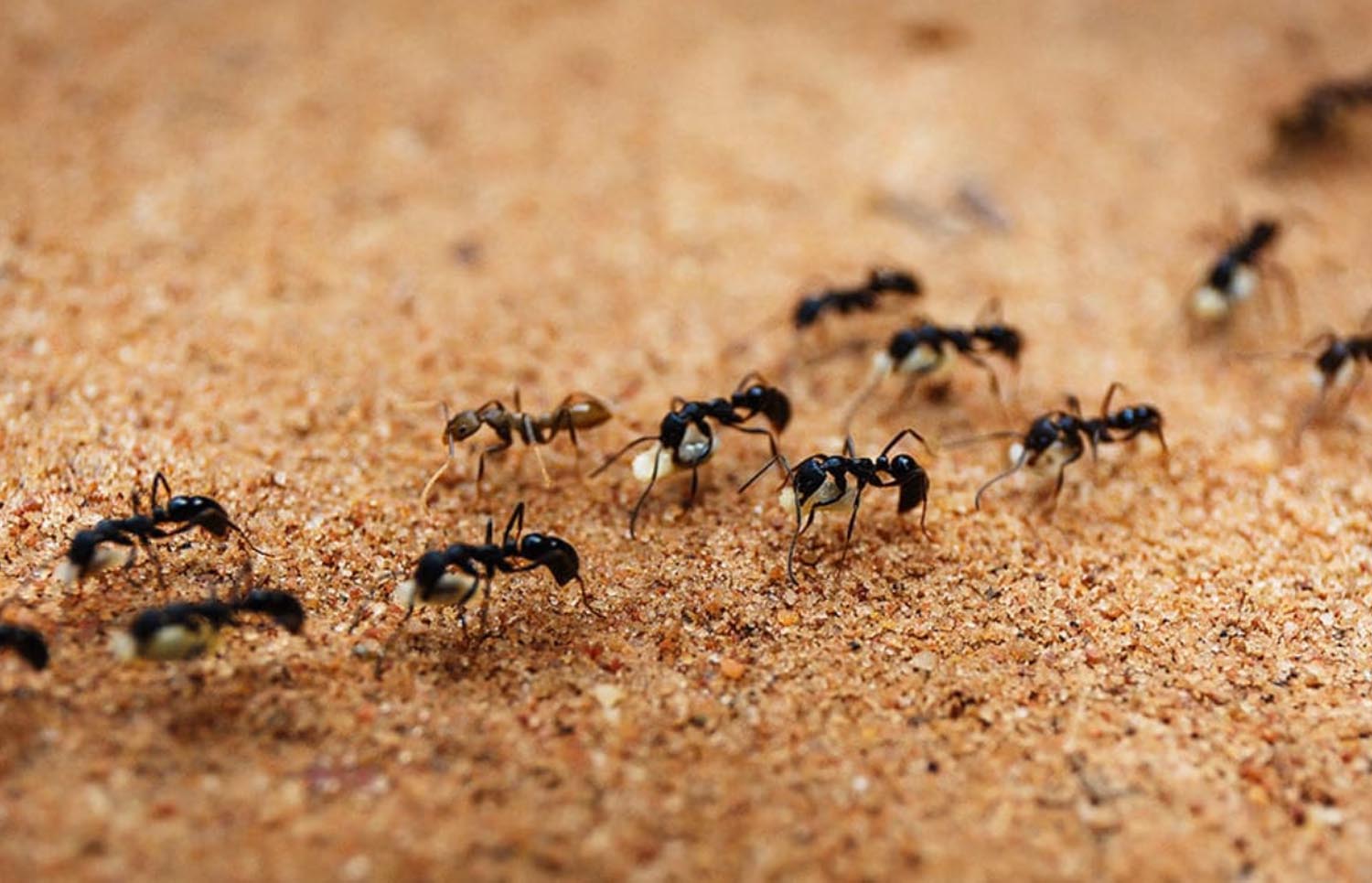 how to deter ants from your home