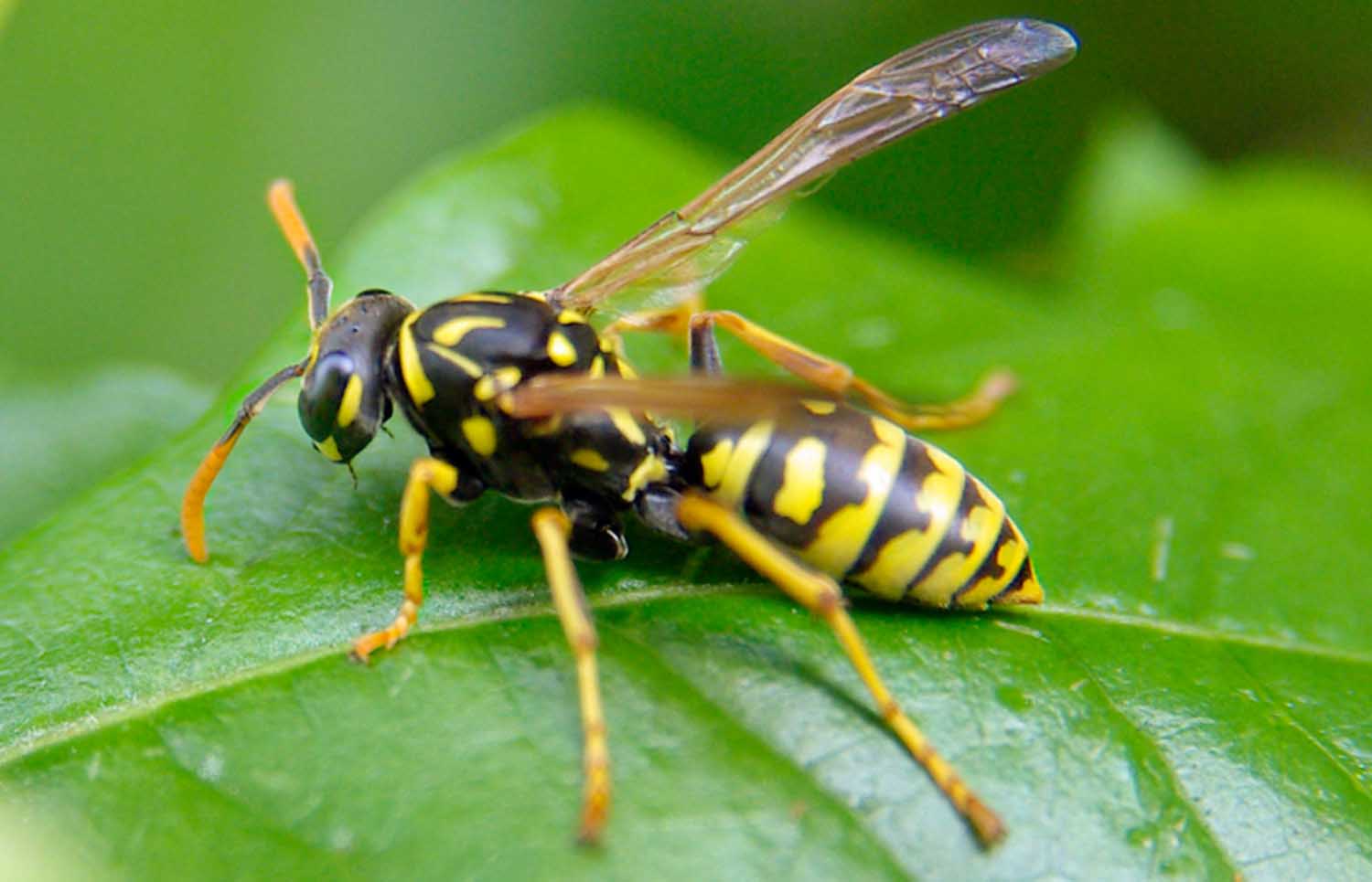 how to keep wasps away from home summer