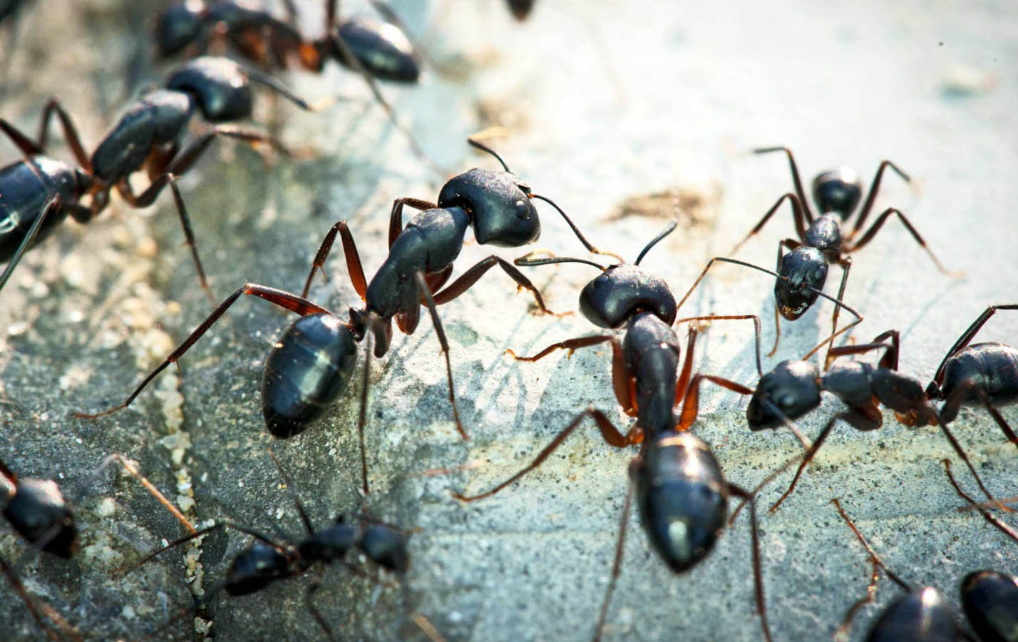 pest control for ants central scotland lanarkshire