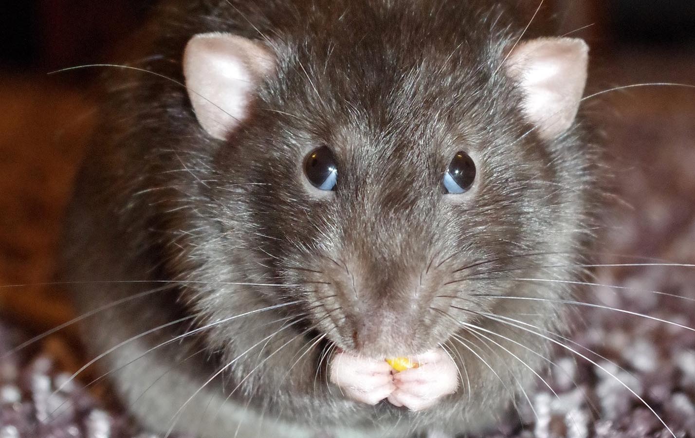 pest control for rats central scotland