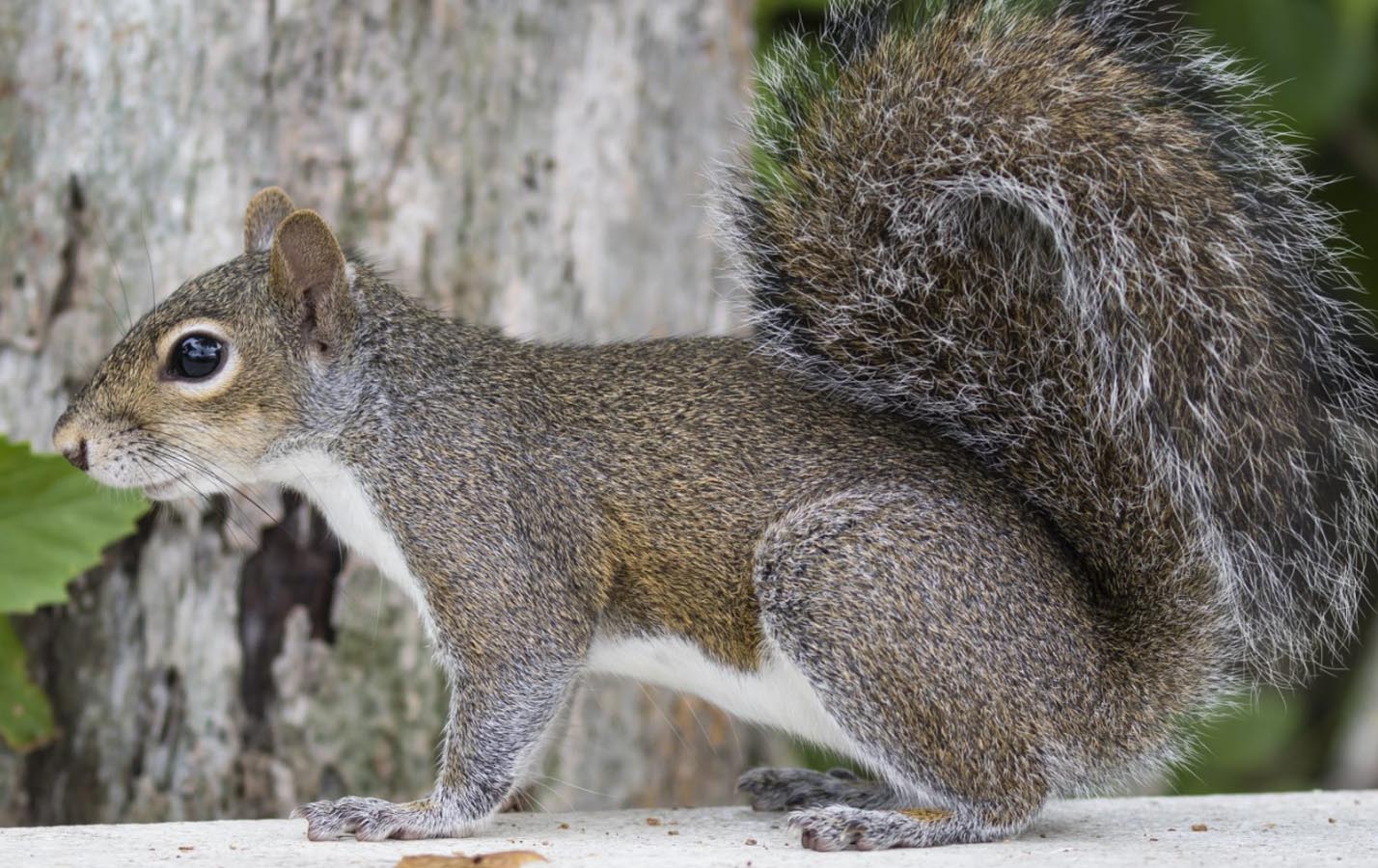 pest control for squirrels central scotland lanarkshire