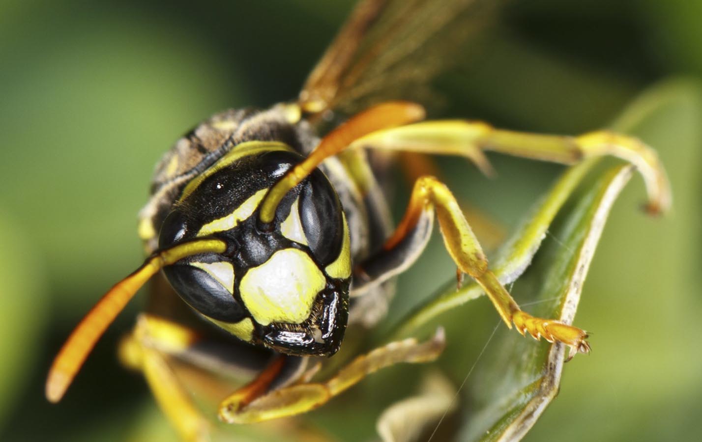 pest control for wasps central scotland lanarkshire