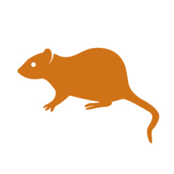 rat control lanarkshire