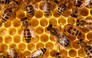 how to protect your home from honey bees