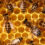 How To Protect Your Home From Honeybees