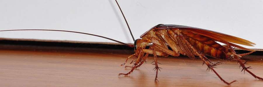 pest control for cockroaches airdrie