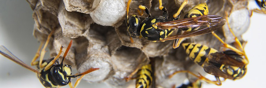 pest control for wasps airdrie