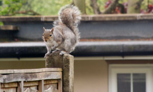 how to avoid a squirrel infestation pest control scotland