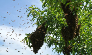 how to deal with a swarm of bees