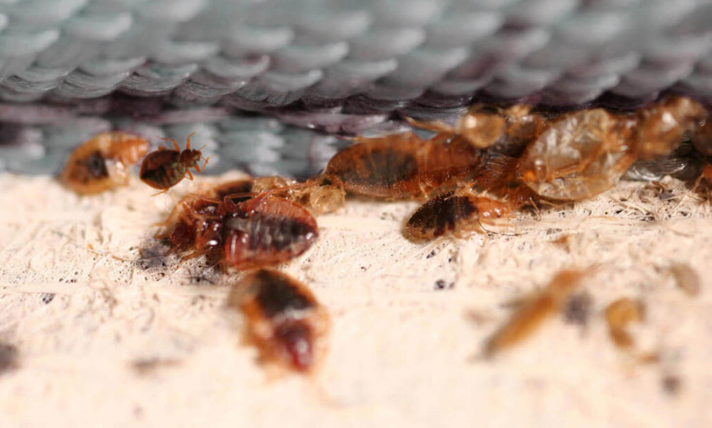 how to spot bed bugs in your hotel room glasgow