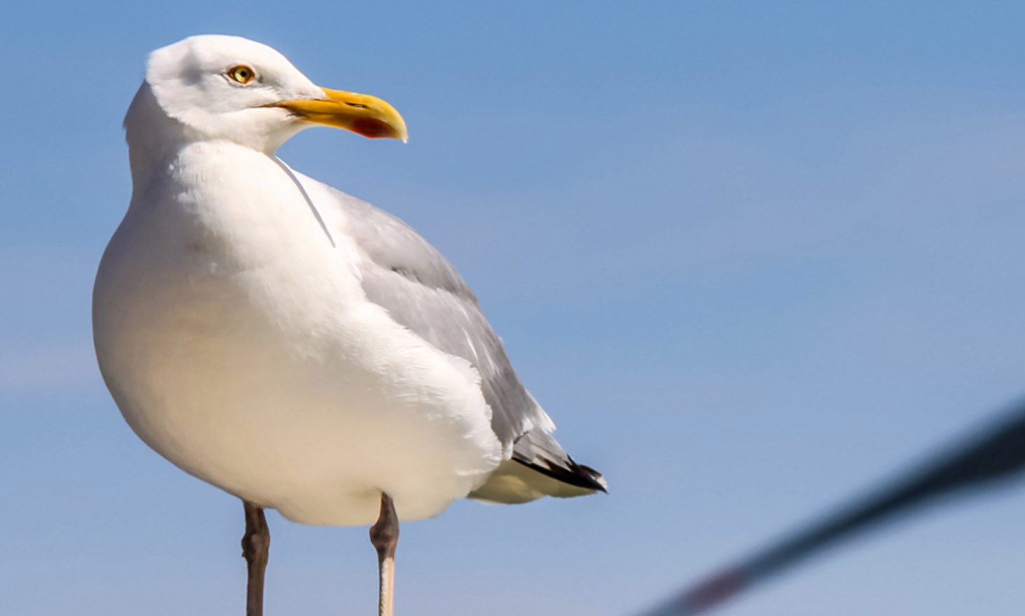 how to stop birds seagulls nesting under solar panels