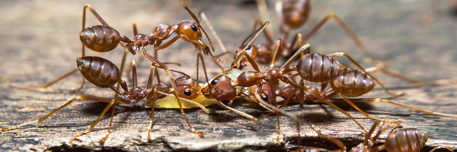 pest control for ants livingston