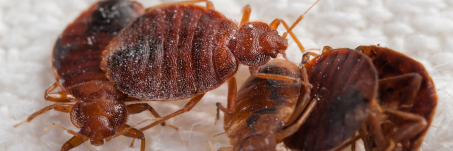 pest control for bed bugs livingston