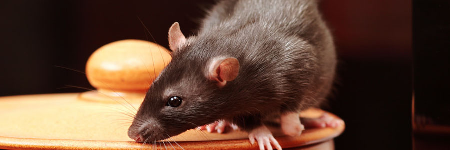pest control for rats west lothian