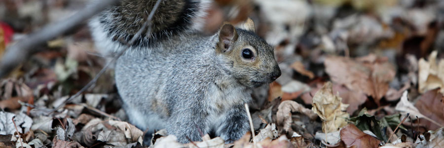 pest control for squirrels Barrhead