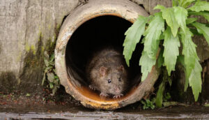 how to deal with rats in drains