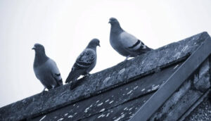 what birds like to nest on your roof
