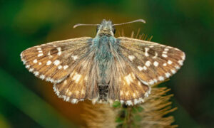 benefits of fumigation for moths