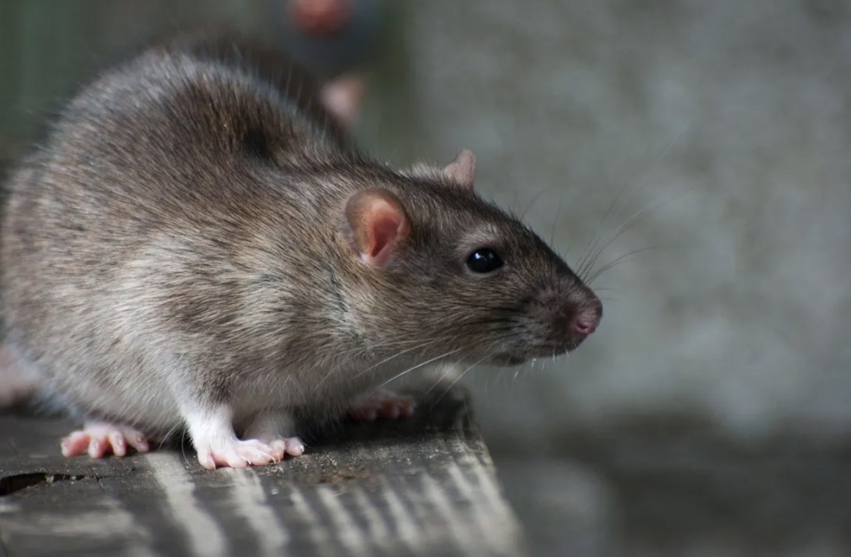 rat control edinburgh rat exterminator