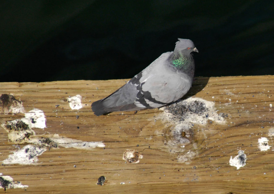 The Importance of Cleaning up and Disinfecting Bird Droppings