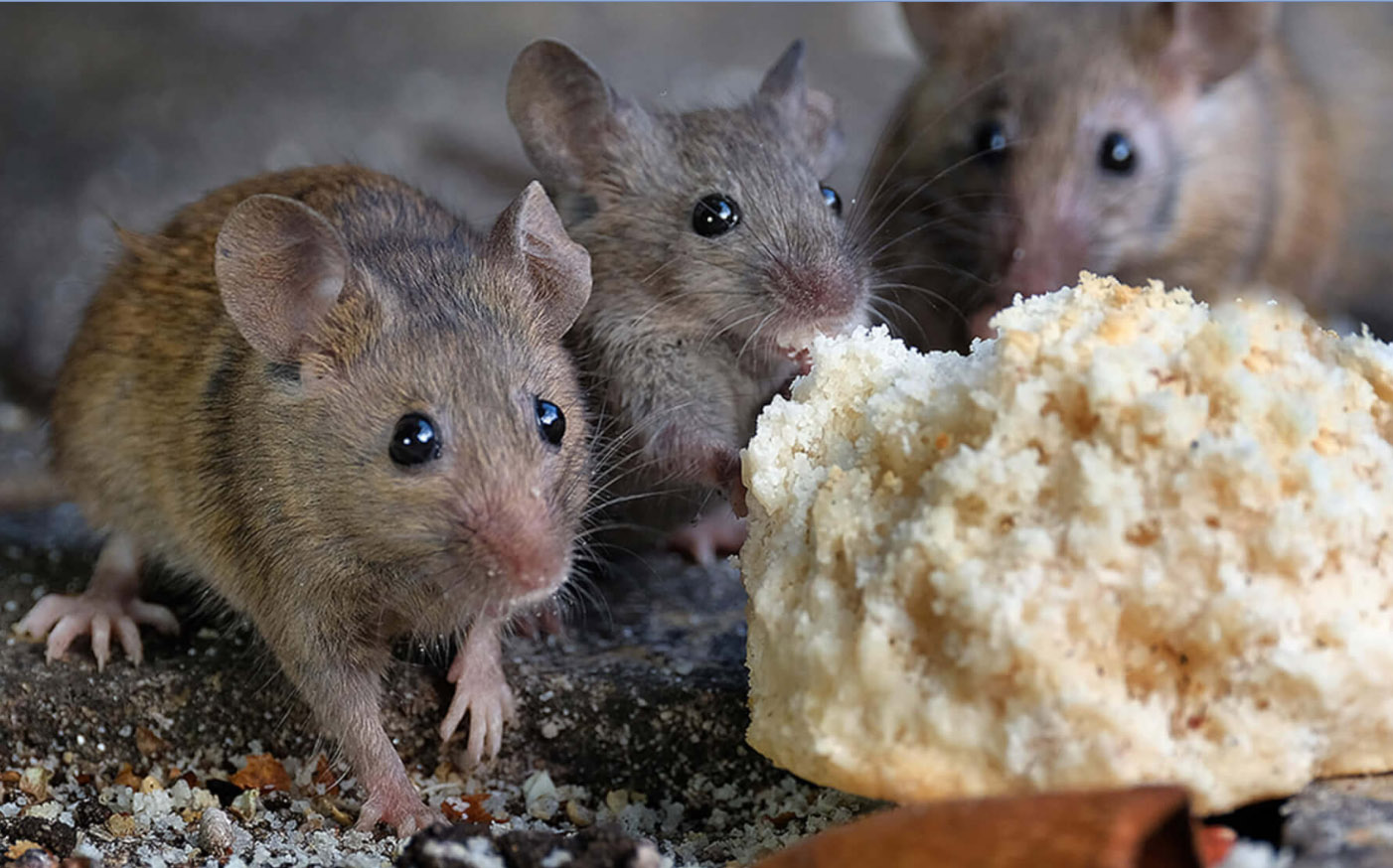 mouse control edinburgh pest control for mice