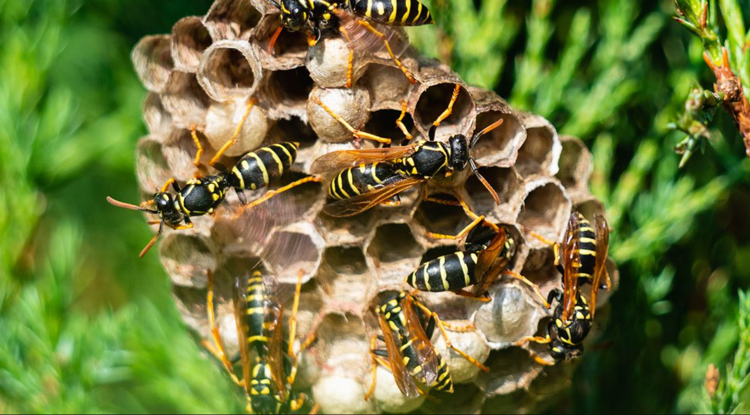 wasp removal west lothian wasp control