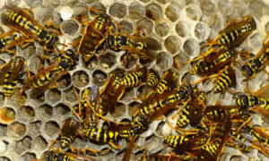 wasp control for businesses