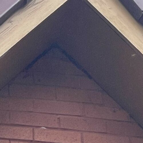 cumbernauld wasp nest 2