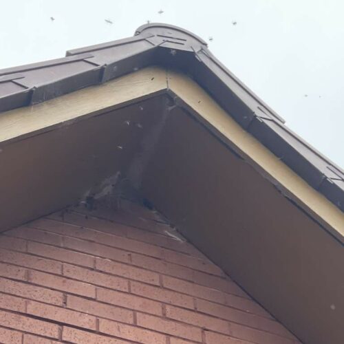 cumbernauld wasp nest 1