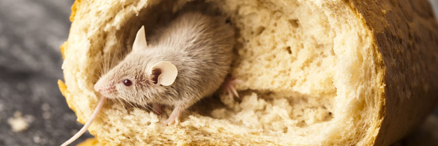 pest control for mice Caldercruix