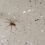 Managing Spider Infestations in Glasgow Residences