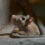 Rodent Control Tips for Homeowners in Edinburgh