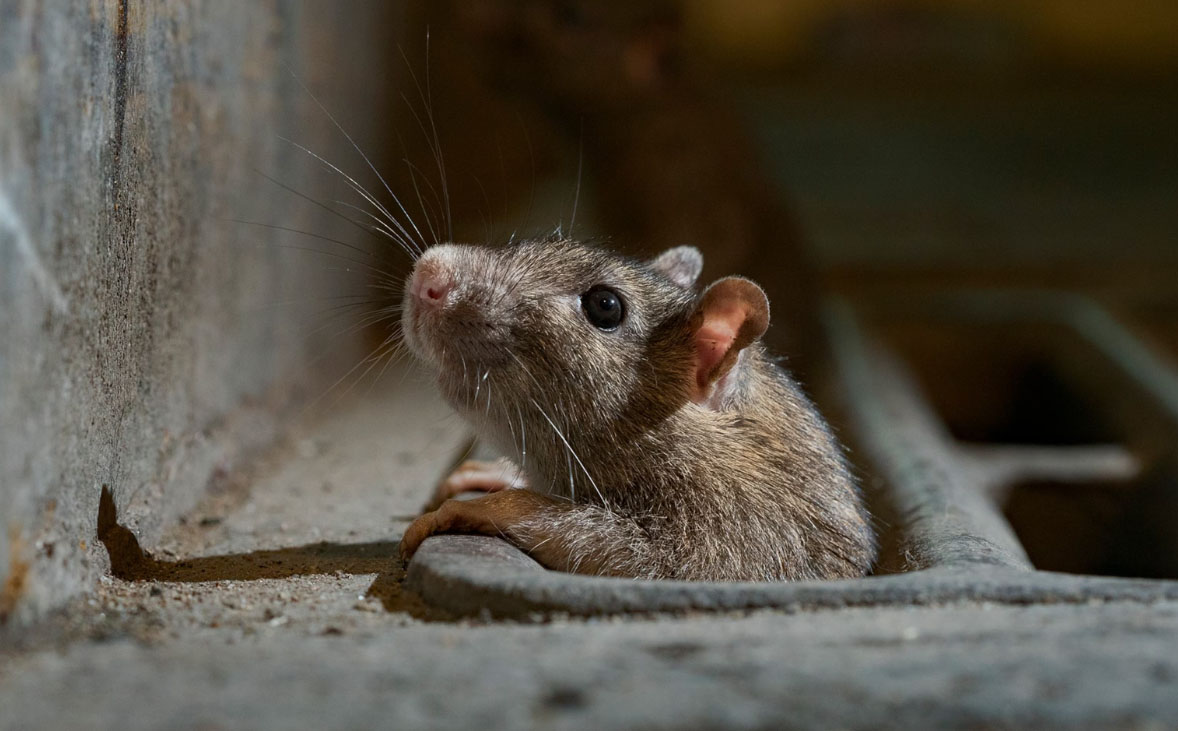 rodent control in edinburgh