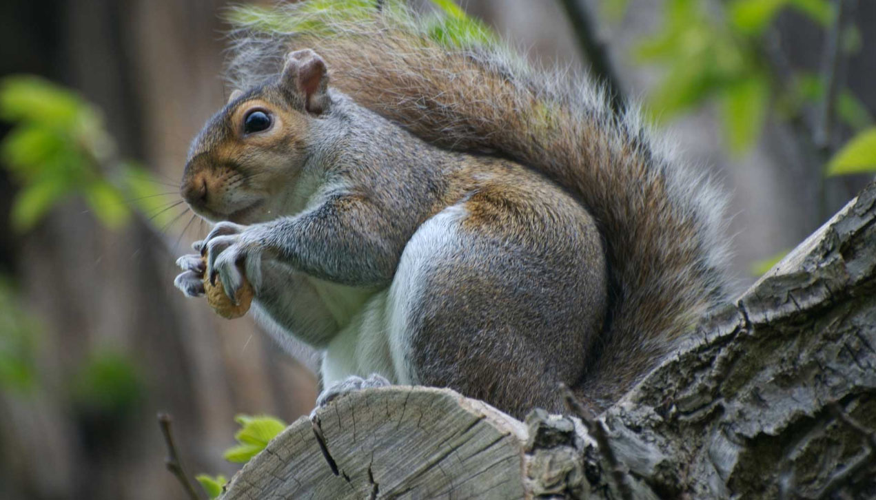 squirrel control east kilbride