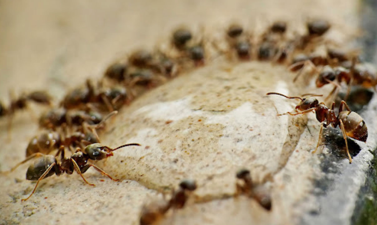 tips for handling ant infestations in glasgow