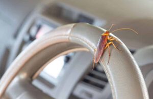 how to prevent pests infesting vehicles