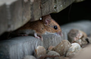 keep mice out of your shed or garage