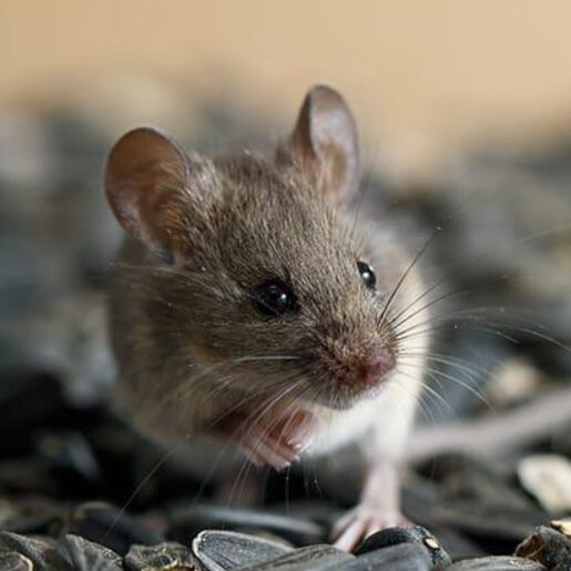 mice removal bellshill