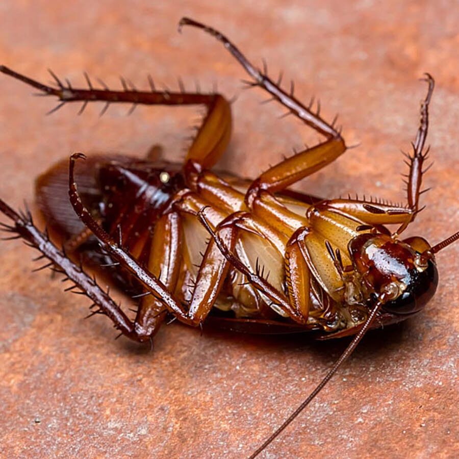 pest control for cockroaches central scotland lanarkshire