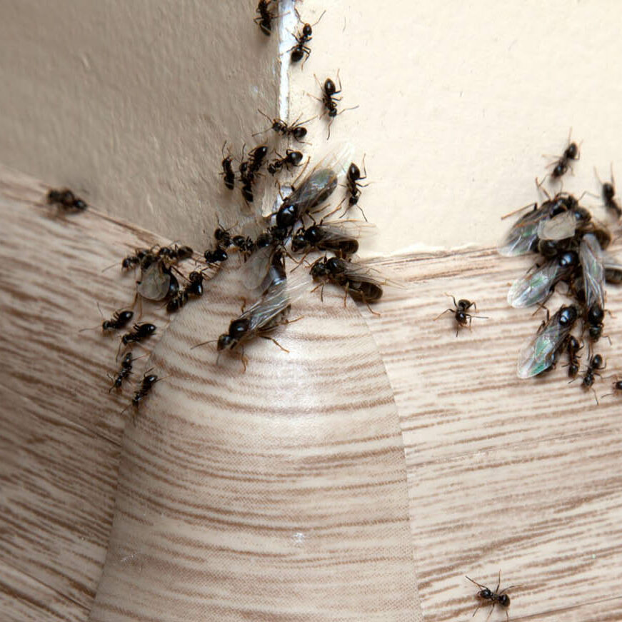 insect control cambuslang ants flies beetles moths fleas bed bugs