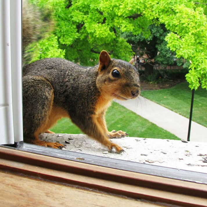 squirrel control glasgow