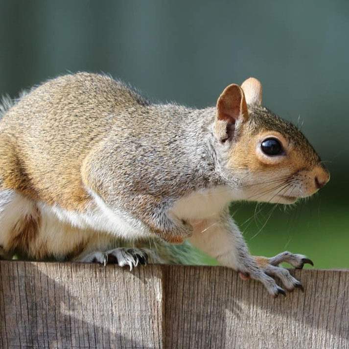 stirling squirrel control and prevention