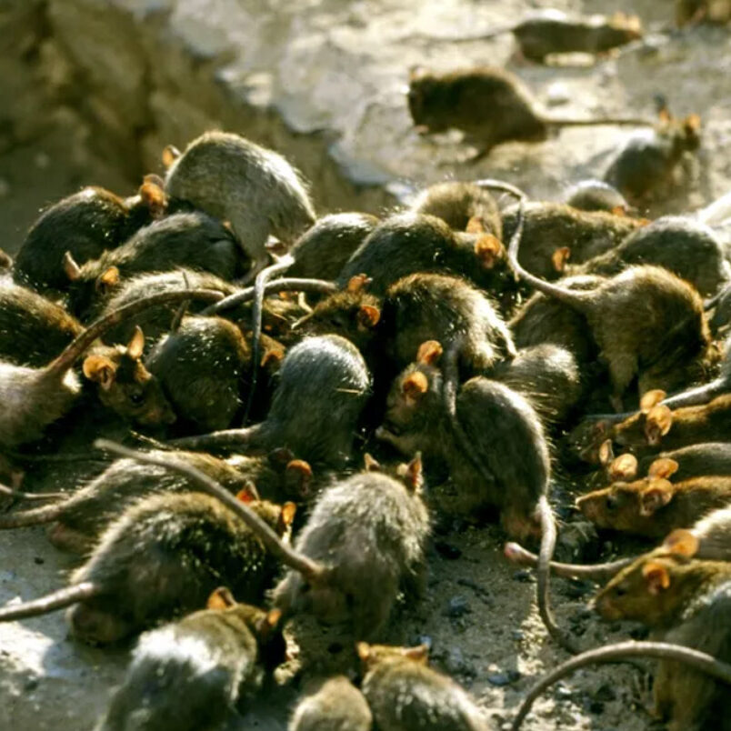 rat exterminator bathgate get rid of rats