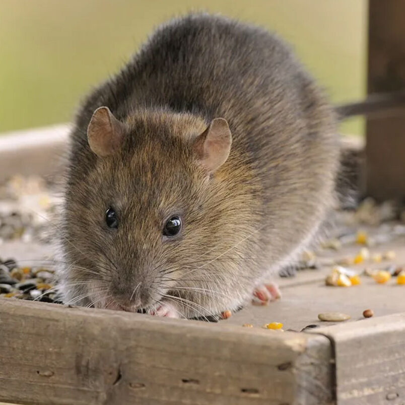 rat control edinburgh pest control